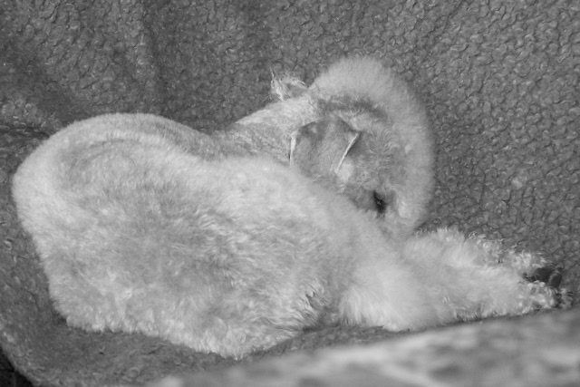 Unsere Hunde 03.02 (31).JPG